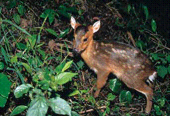 Introducing mammals native to Taiwan Introducing mammals native to Taiwan