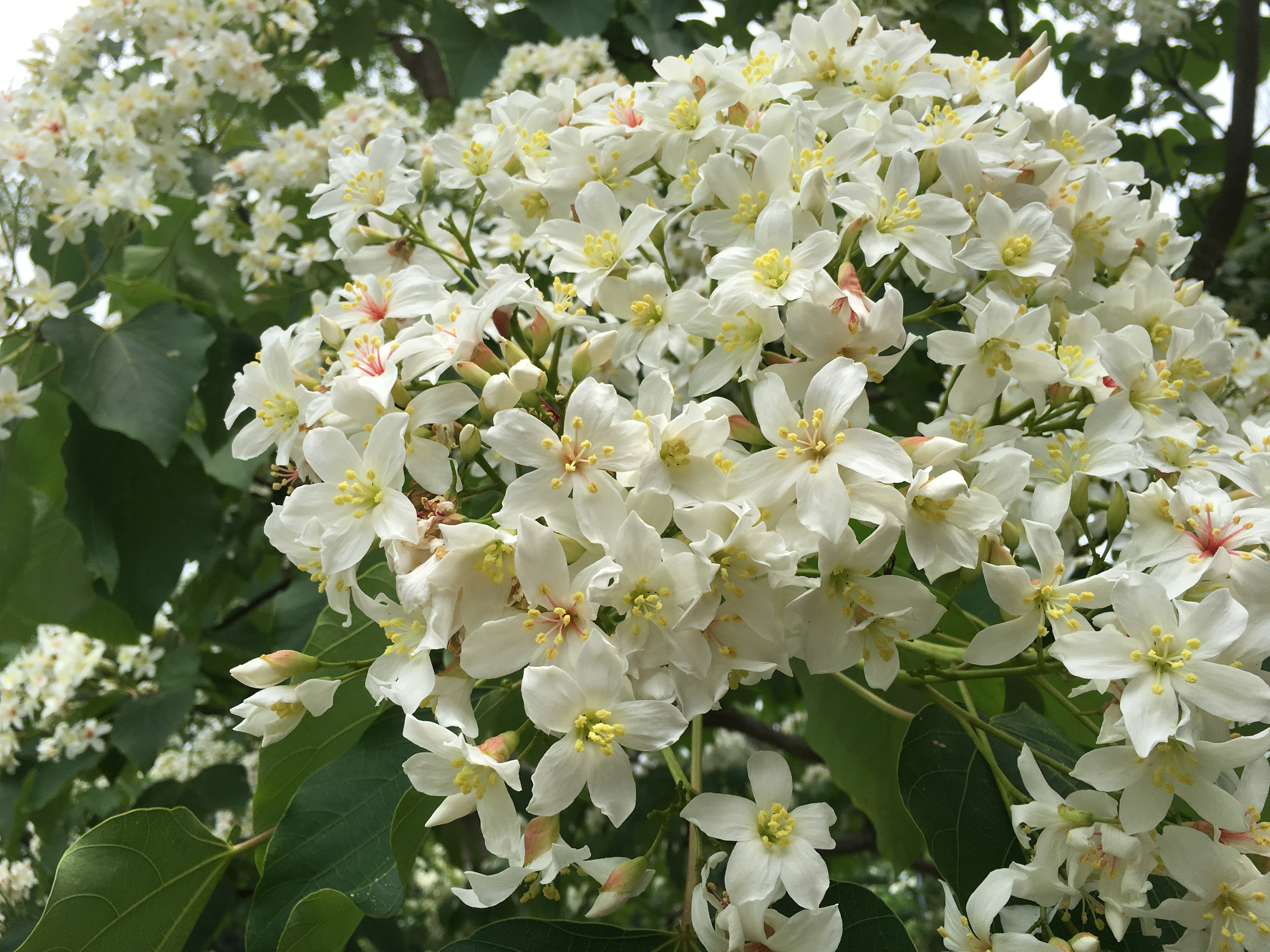 Flowers, flowers, flowers