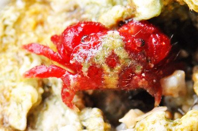 Rare crab species found for first time in Taiwan