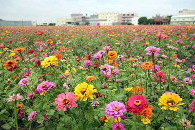 NY Times praises Taiwan as island of green in Asia
