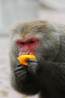 Agriculture minister defends allowing farmers to hunt indigenous monkeys
