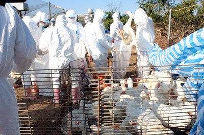CDC monitoring 392 amid avian flu outbreak