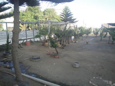 New H5N2 virus found in chickens in Taiwan