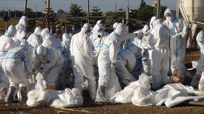 Taiwan's ban on killing poultry begins as bird flu virus spreads