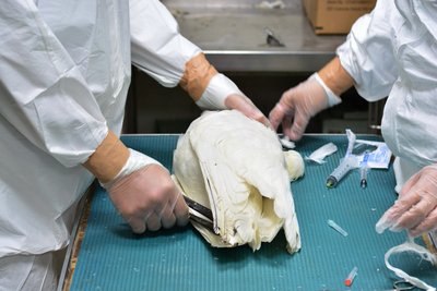 Endangered black-faced spoonbill put to sleep after getting bird flu