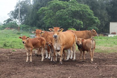 Premier: COA to monitor foot-and-mouth disease outbreak
