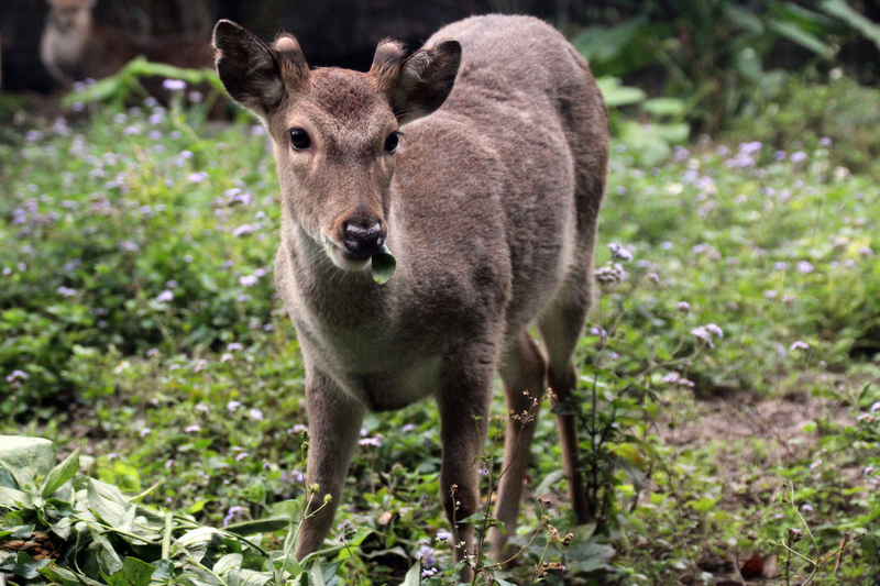 Tariffs and quota restrictions on New Zealand deer antler to be lifted