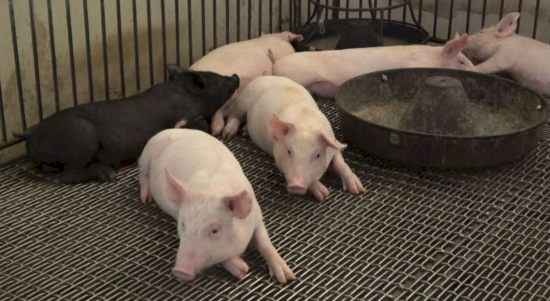 Gov’t working to keep out African swine fever ahead of travel rush