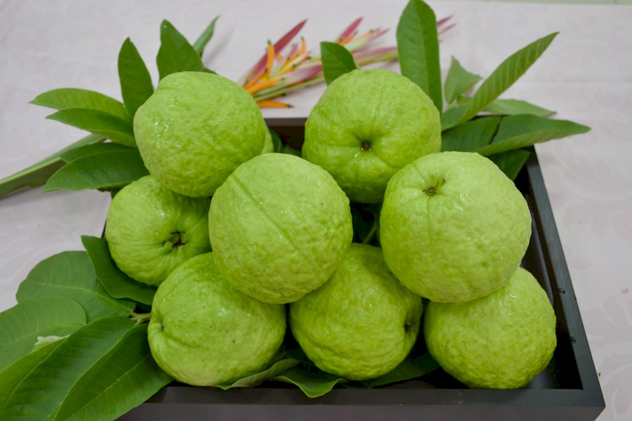 Taiwan’s guavas to be exported to the US