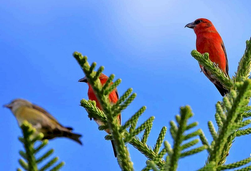 Rare birds spotted in Penghu Islands