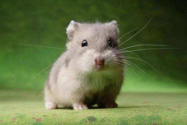 WATCH: Fees to cremate small pets raise eyebrows