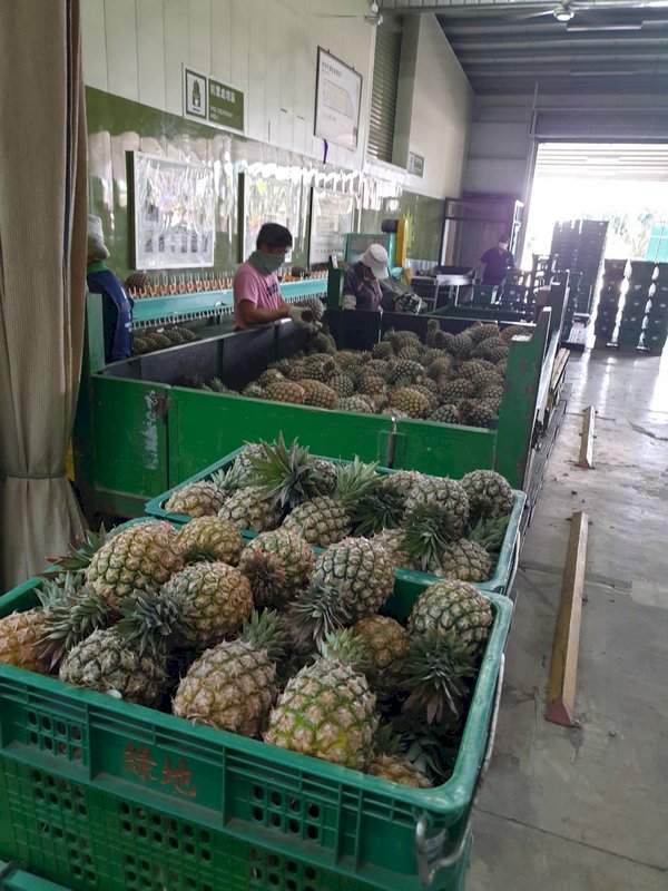 Pingtung pineapples shipping to China as usual: Government