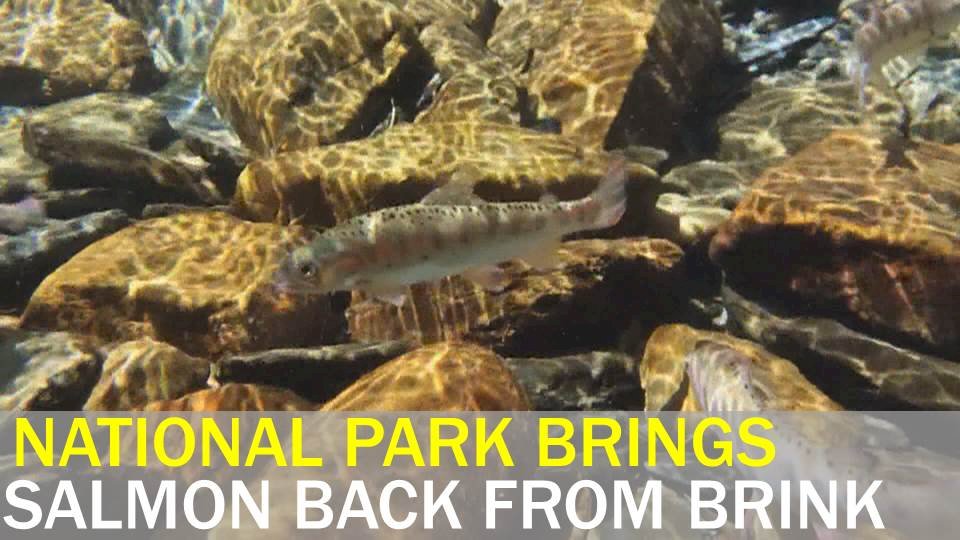 Video: National park brings endangered salmon back from the brink