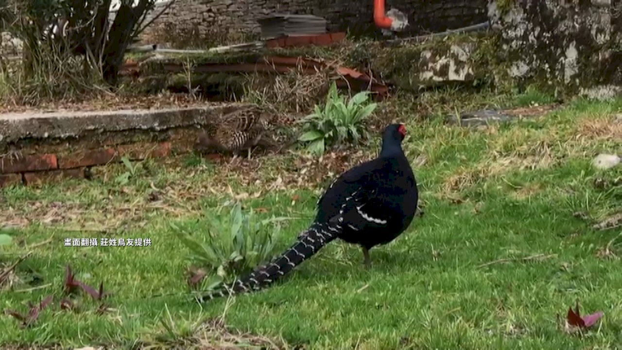 VIDEO: Birdwatcher spots endangered Mikado pheasant