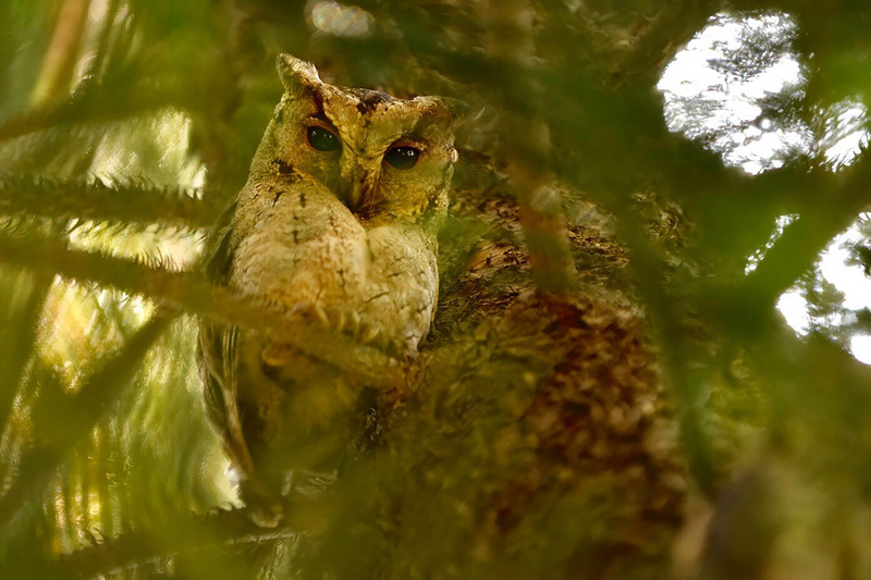 WATCH: Lanyu Scops-Owl found in bathroom, prompts netizens to share common experience