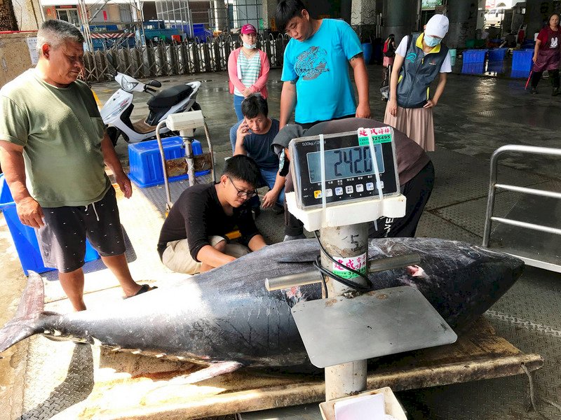Huge increase in Pacific Bluefin Tuna observed along Taiwan’s coast