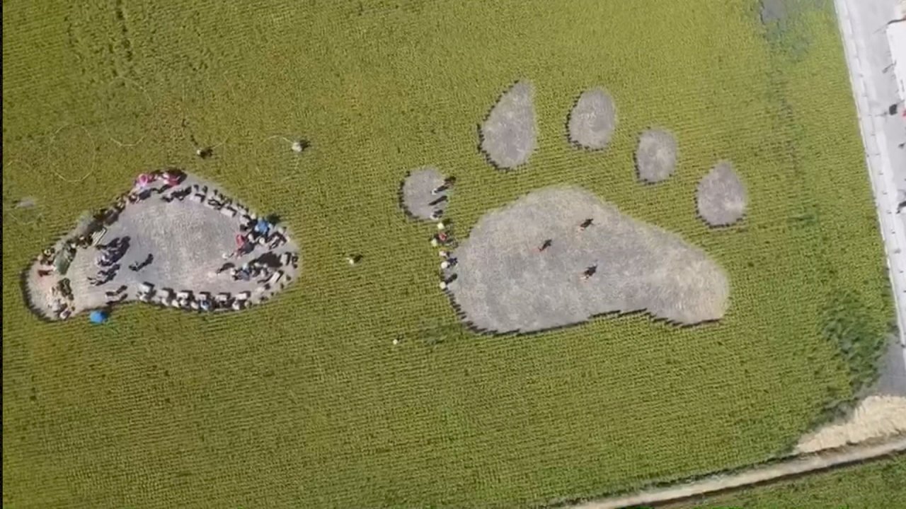 VIDEO: Yuli Township invites tourists to experience harvesting rice