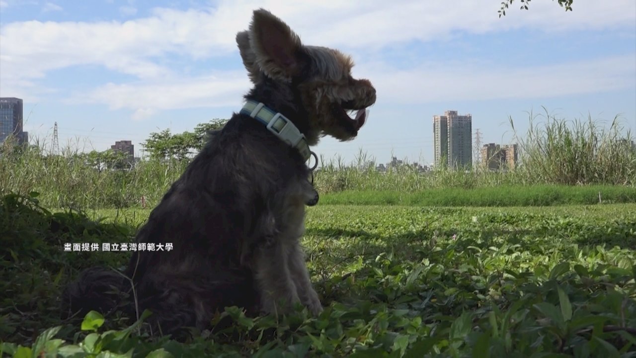 VIDEO: New Taiwan study recommends Chinese medicine for pets