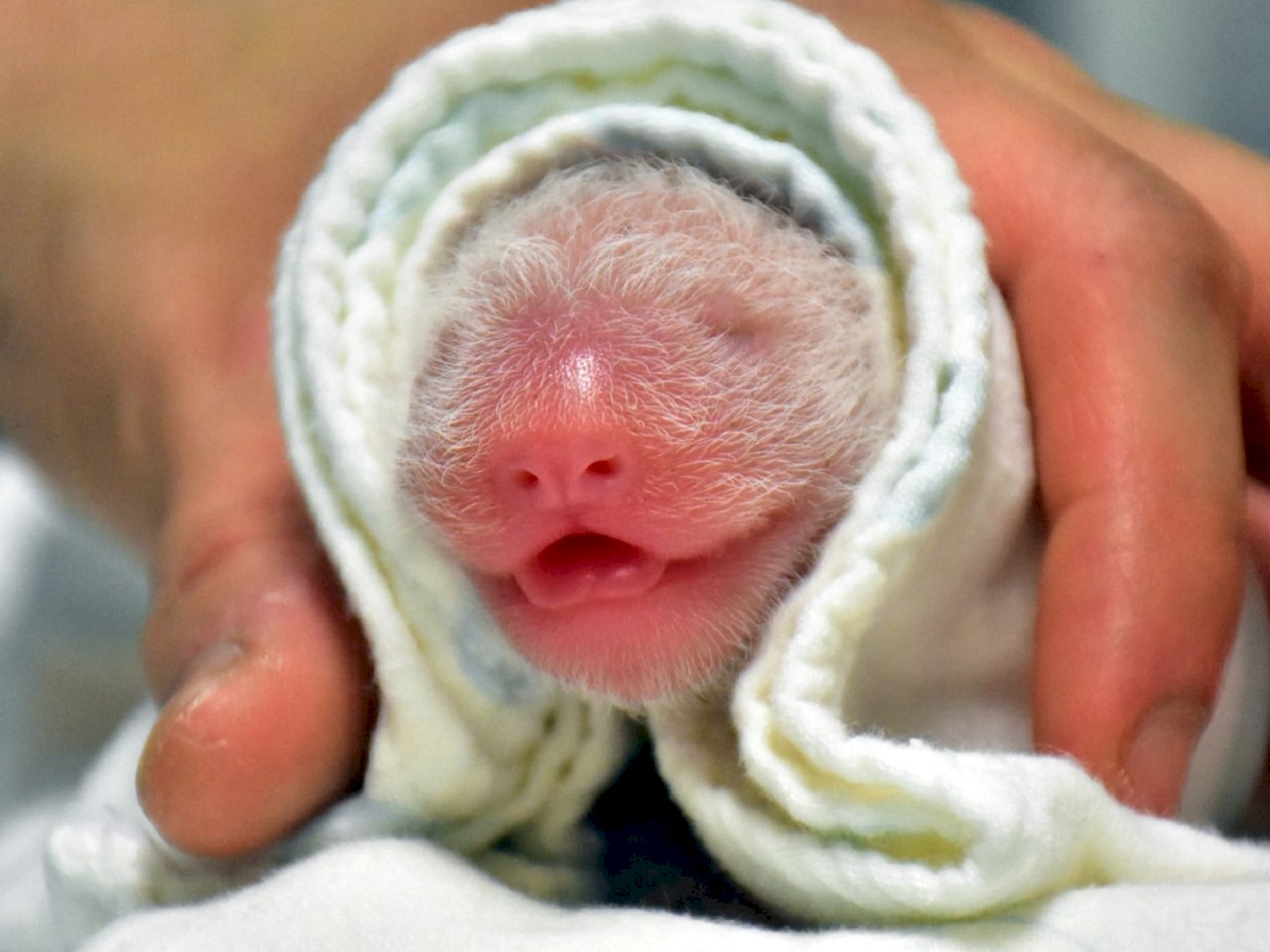 VIDEO: New panda cub born at the Taipei Zoo