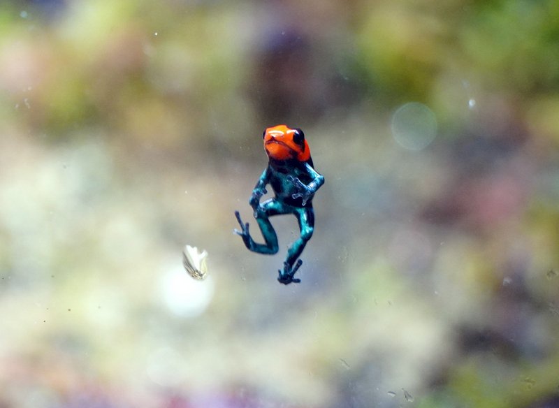 Exotic animal bans and migrant worker trends
