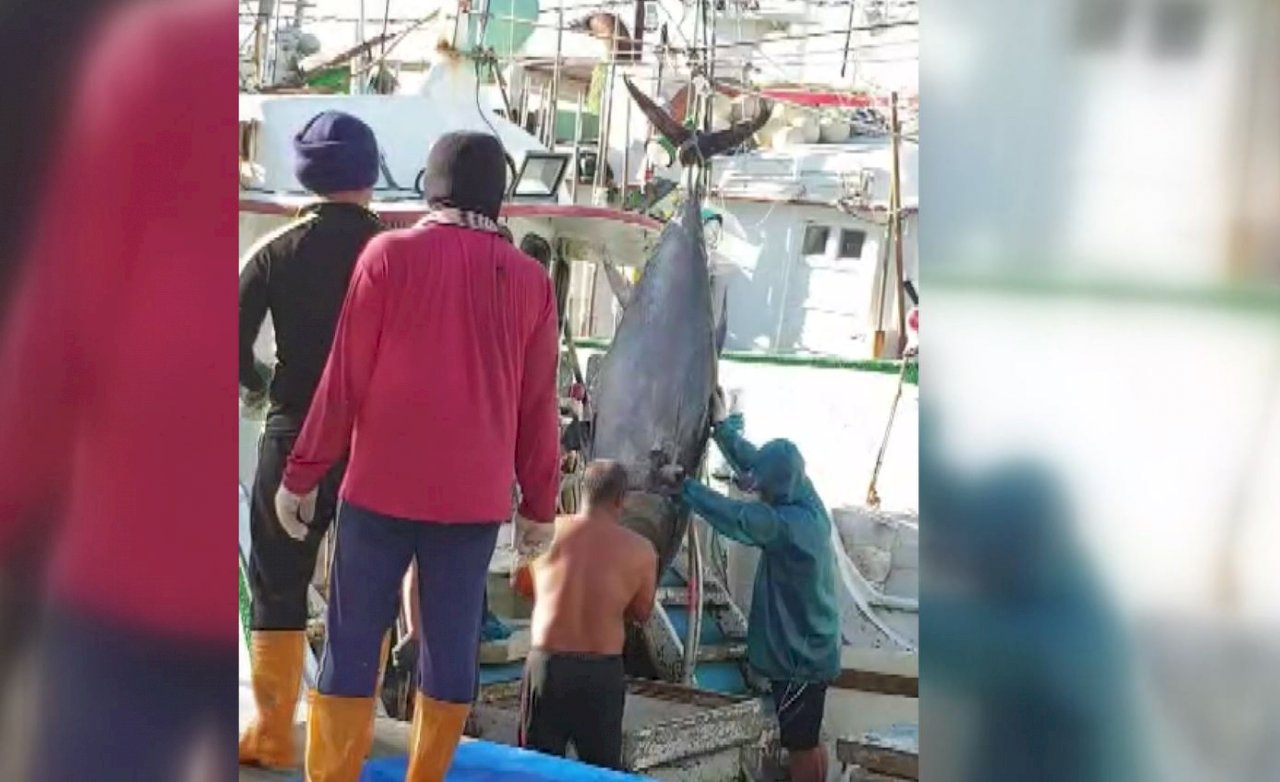 VIDEO:Bluefin tuna catch hits an 11-year record high in Pintung County