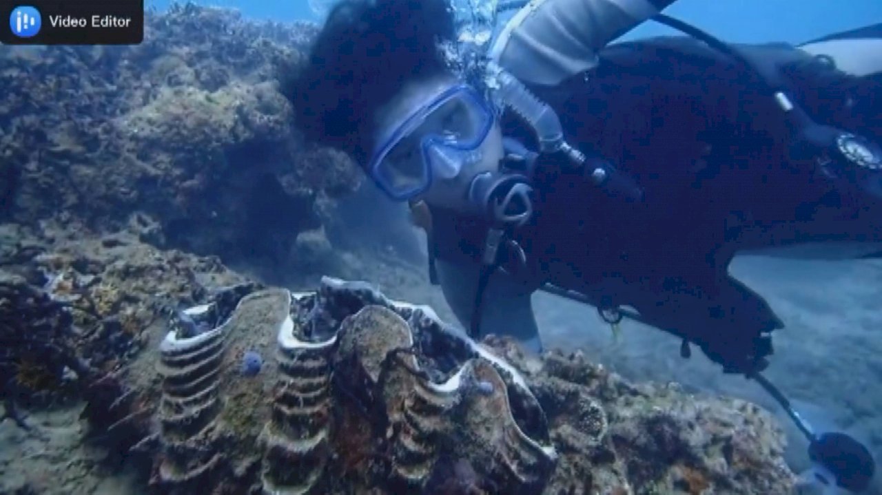 Giant clam stolen from national park