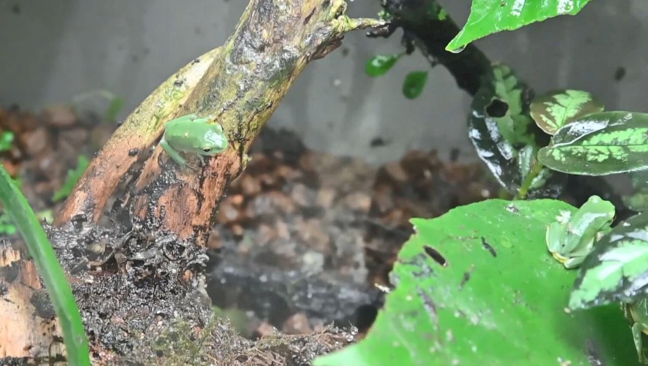 University builds “frog house” to prevent extinctions