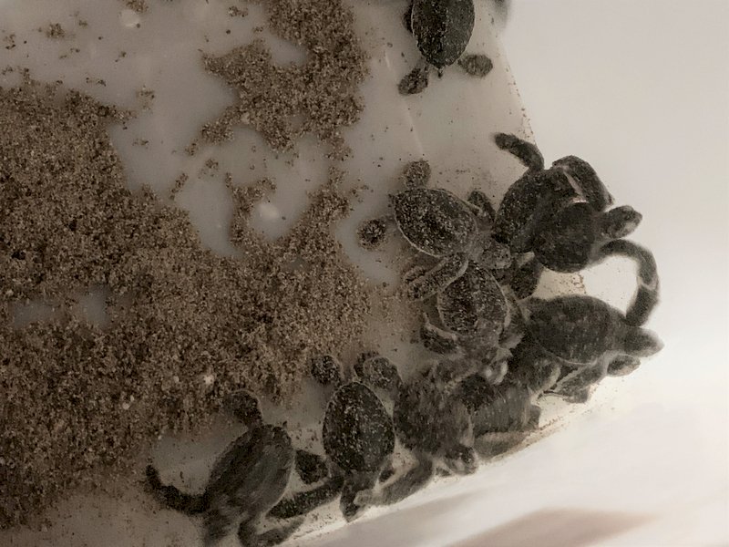 VIDEO: Twenty four baby sea turtles in Kenting return safely to ocean