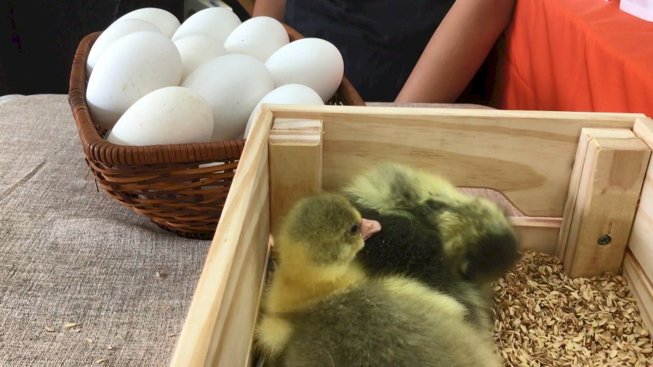 VIDEO: Sales of goose products up by 30%, thanks to former Kaohsiung mayor