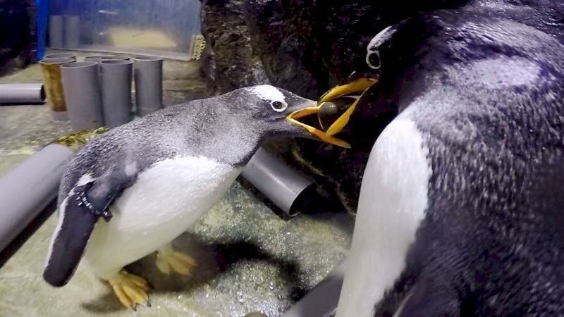 Animals express their love on “Chinese Valentine’s Day”