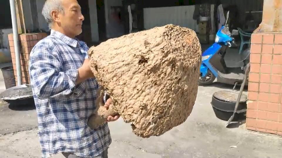 VIDEO: Black-bellied hornets getting fiercer with summer’s end