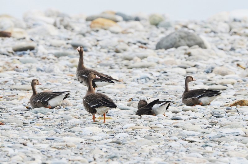Video: Rare migratory geese land in Hualien