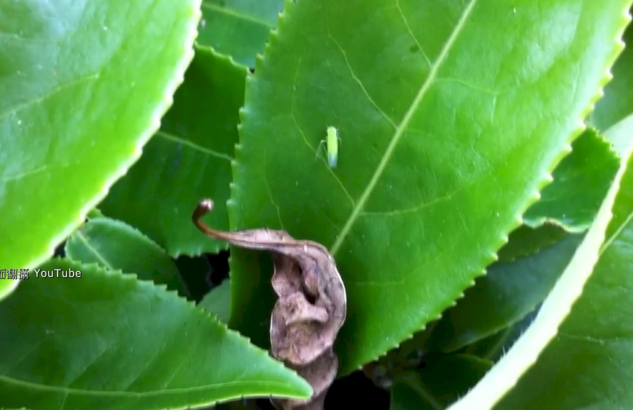 Video: Low rainfall limits Hsinchu tea yield but boosts quality