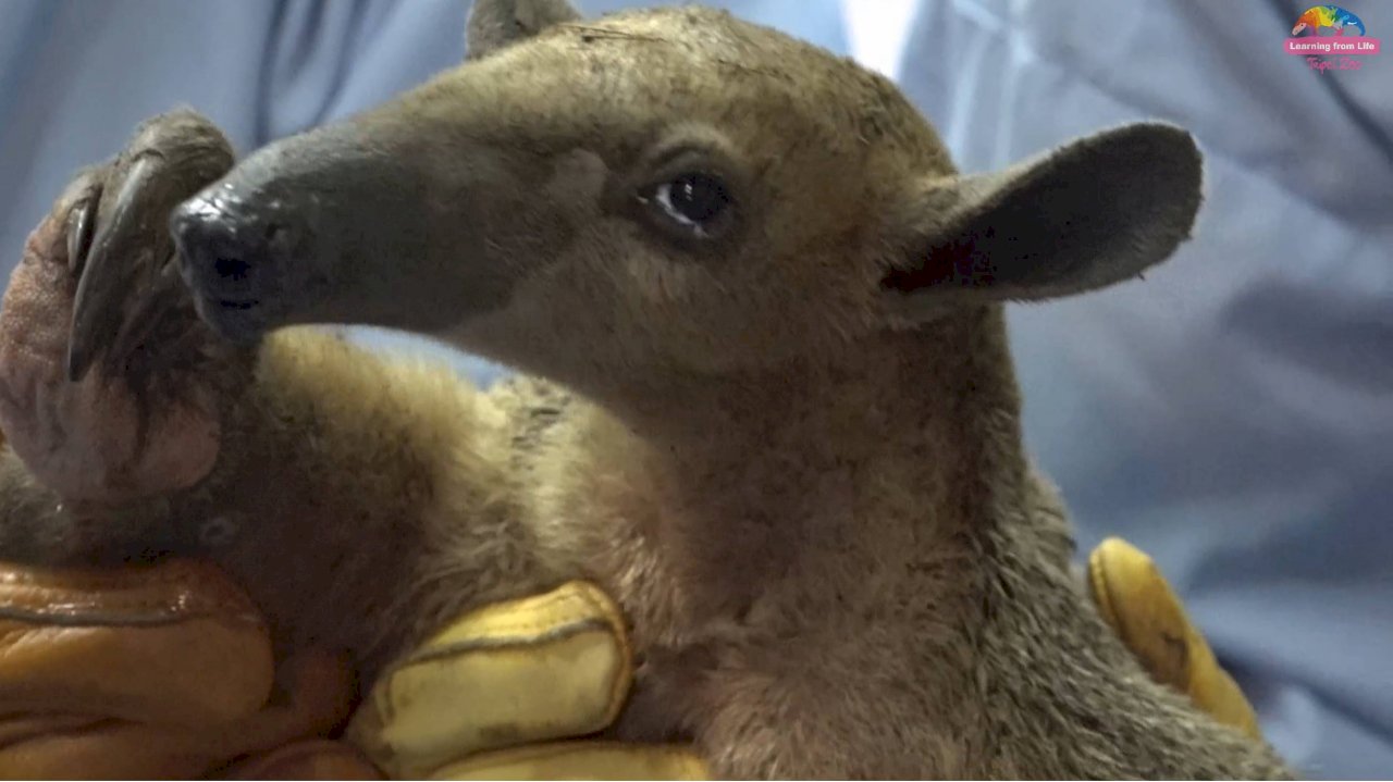 Taipei Zoo finds missing anteater after three months