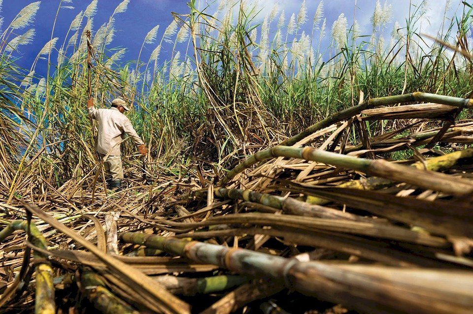 VIDEO: Taiwan Sugar reuses sugarcane pulp to help grow mushrooms