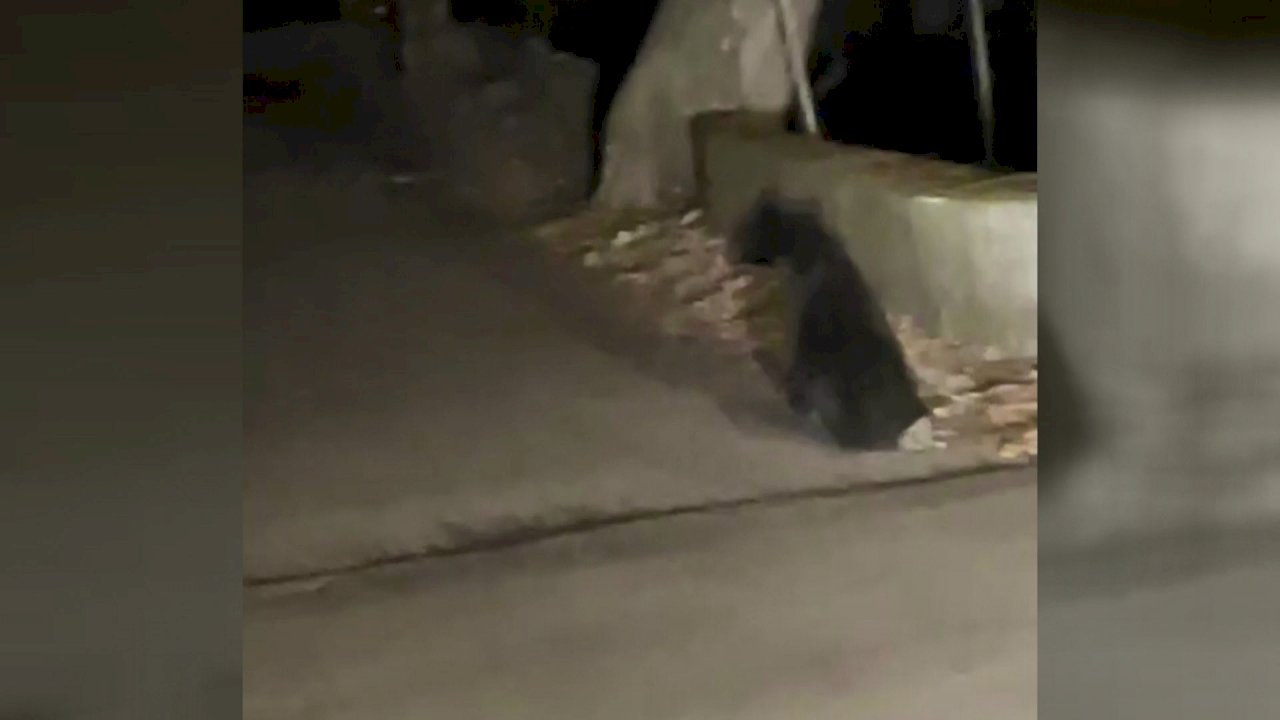 Video: The search is on for an injured bear cub spotted in Taichung