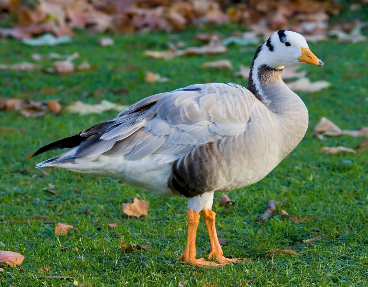 Goose on the Loose