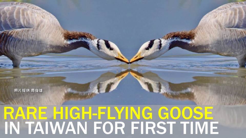 VIDEO: High-flying goose makes first ever landing in Taiwan