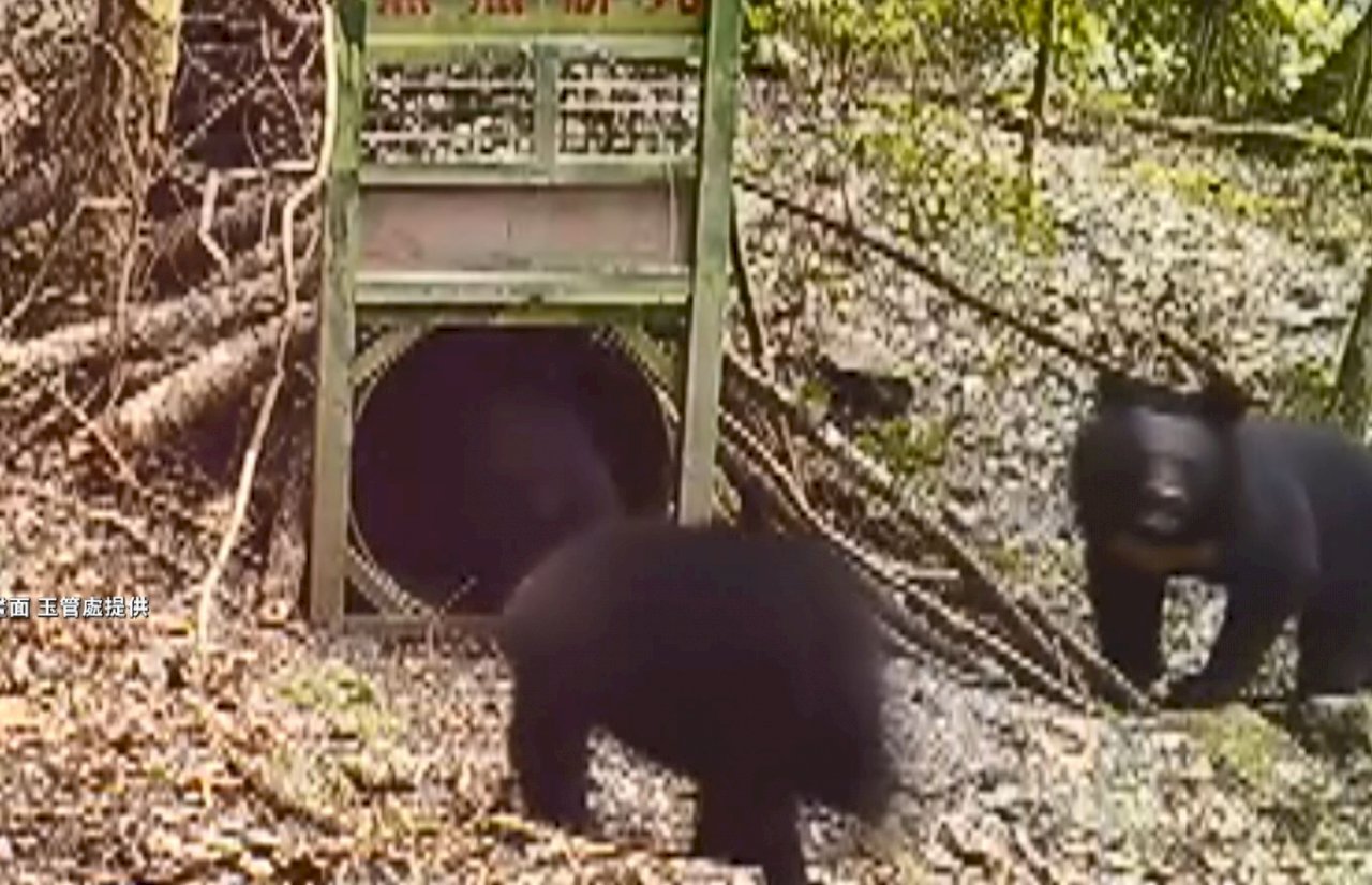 VIDEO:Formosan Black Bears active in Yushan National Park