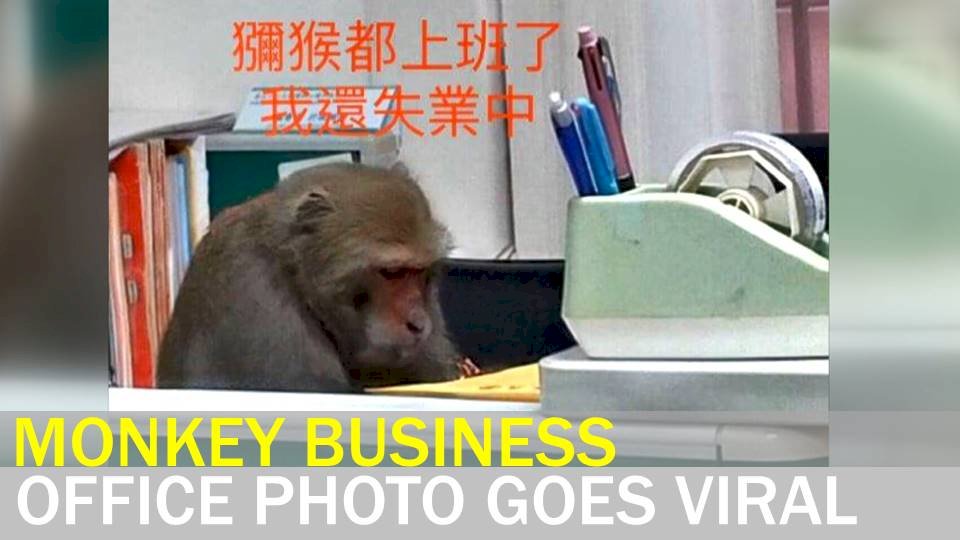 VIDEO: Viral photo shows monkey working in office