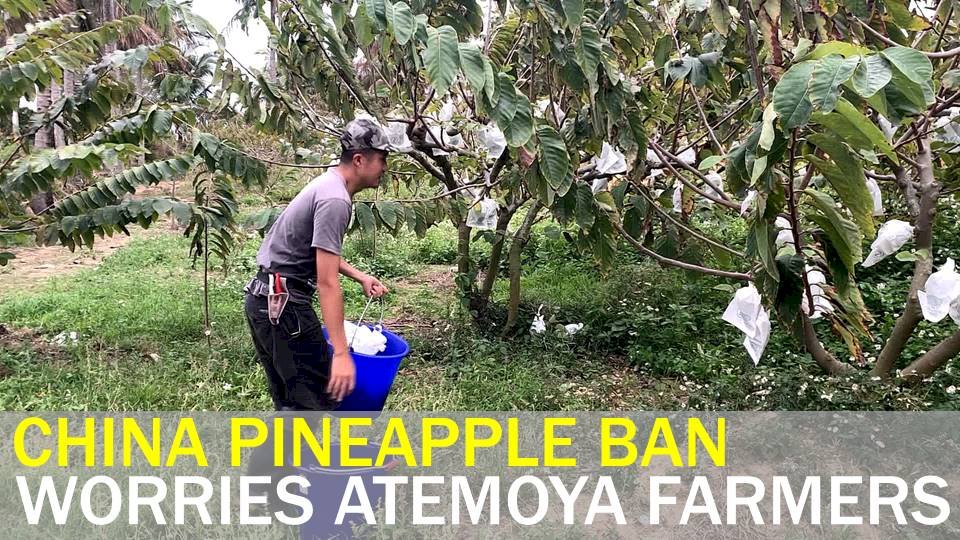 Custard apple farmers fear China import ban
