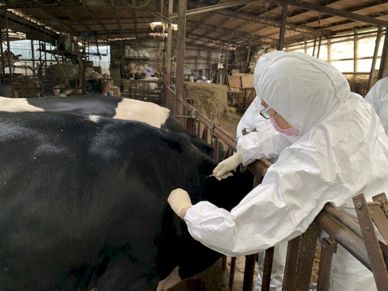 Tainan announces measures to stop devastating cattle disease
