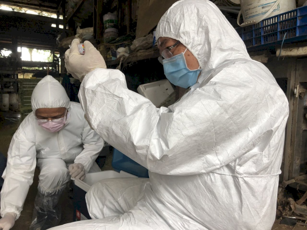 Taiwan to vaccinate all cattle in one week amid disease outbreak