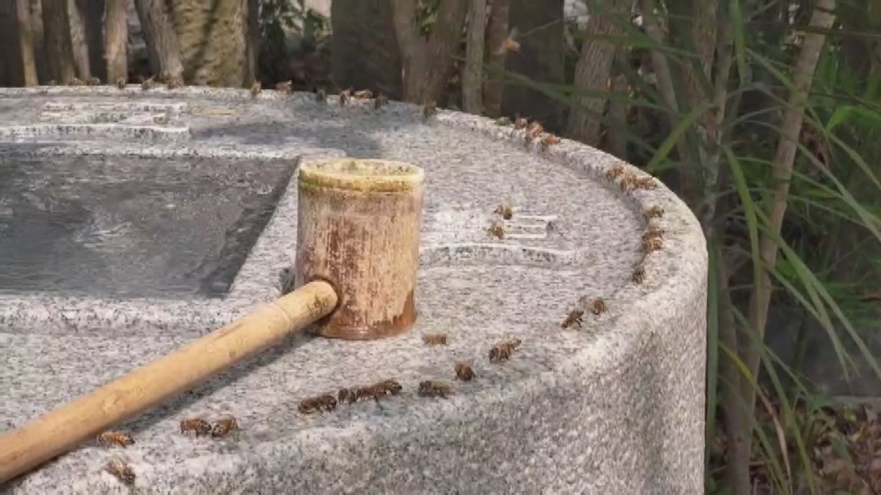 VIDEO: Hundreds of bees swarm to drink spring water at Changhua temple