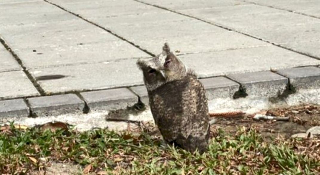 VIDEO: Endangered species of owl found on grounds of a Tainan park