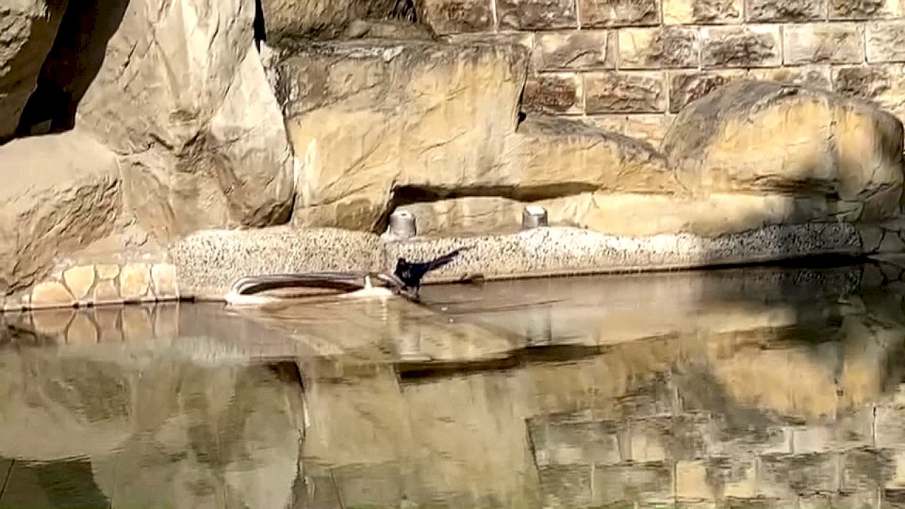 VIDEO: Formosan Blue Magpies help hot spring hotels attract customers