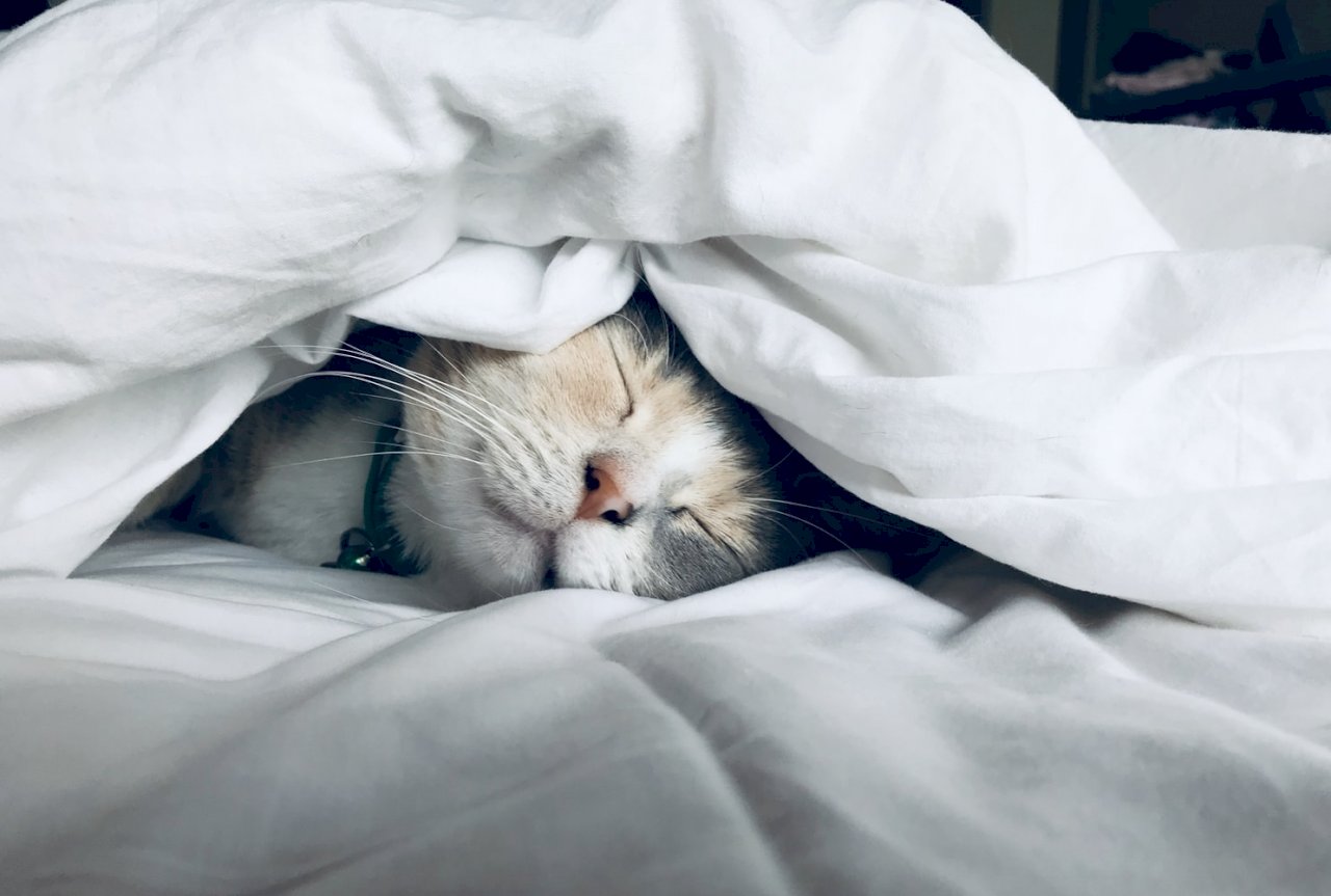 Getting a cat