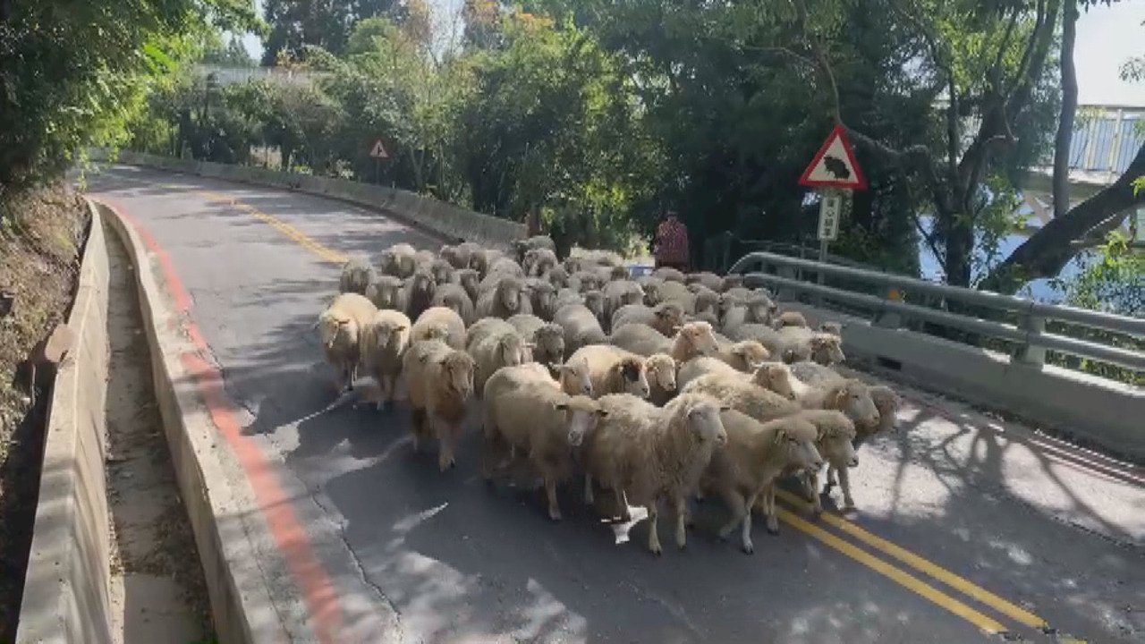 VIDEO:Sheep at Qingjing Farm back to work after easing of semi-lockdown