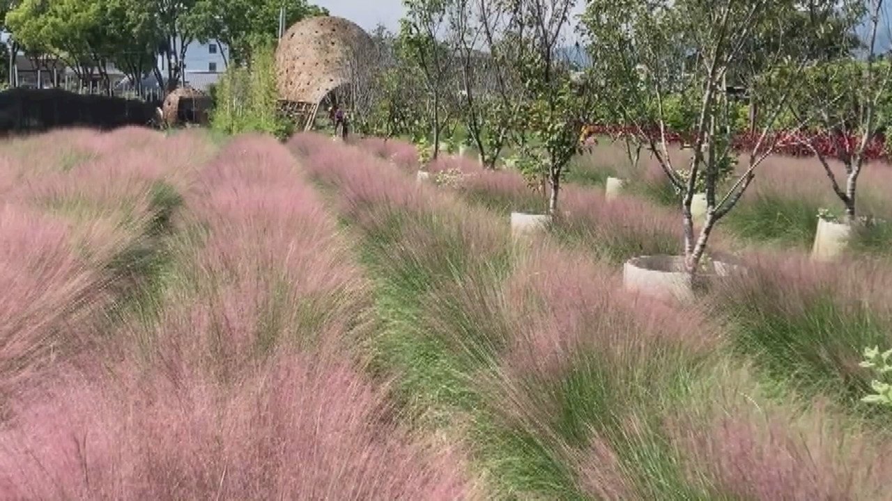 VIDEO: Park known for pink love grass to reopen in August