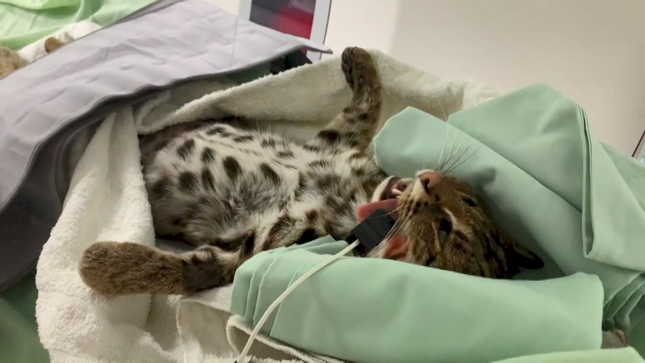 Video: Hospital staff called in to help diagnose injured leopard cat